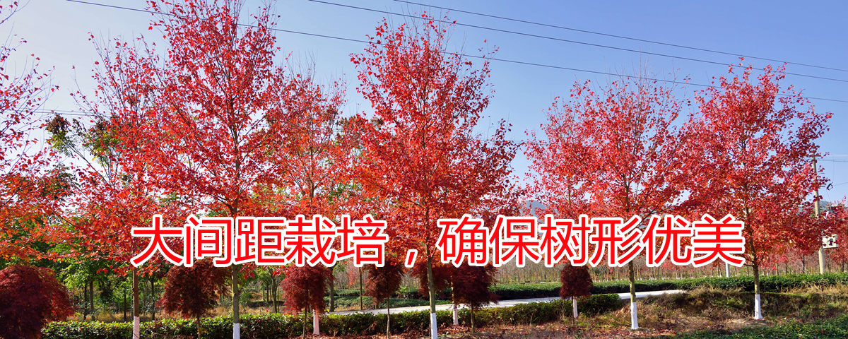 美國(guó)紅楓大間距栽培確保樹形優(yōu)美