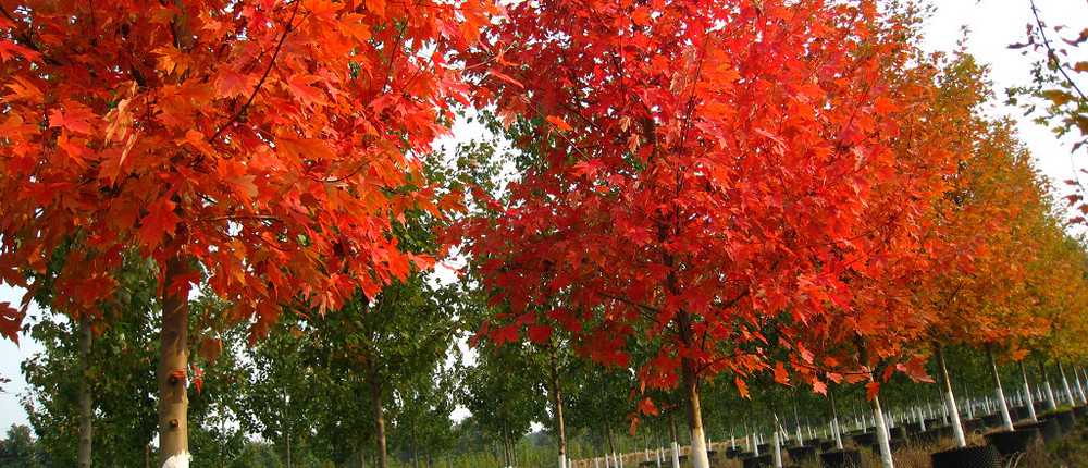 美國紅楓,紅點紅楓