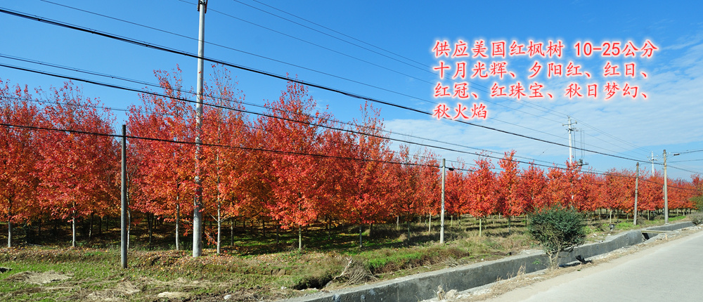 美國(guó)紅楓,紅點(diǎn)紅楓