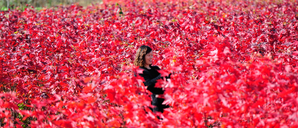 美國紅楓,紅點(diǎn)紅楓