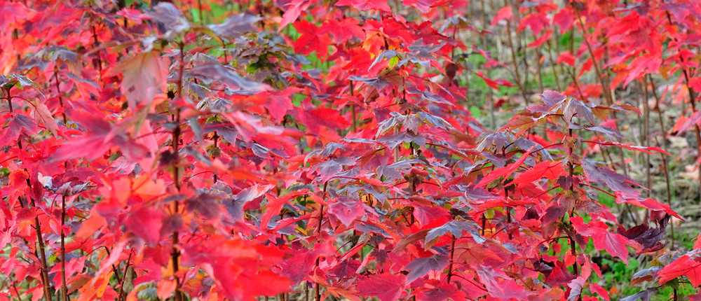 華石美國(guó)紅楓